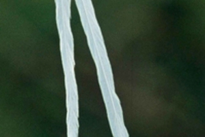 Forêt de Kakamega : Safari d'observation des oiseaux