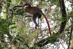 Forêt de Kakamega : Safari d'observation des oiseaux