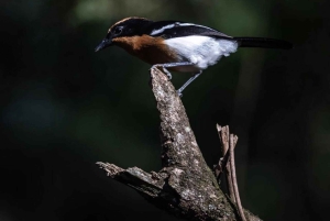 Forêt de Kakamega : Safari d'observation des oiseaux