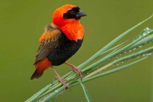 Forêt de Kakamega : Safari d'observation des oiseaux