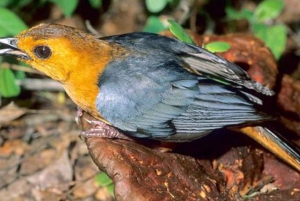 Forêt de Kakamega : Safari d'observation des oiseaux