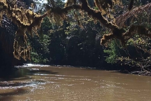 Forêt de Kakamega : Safari d'observation des oiseaux