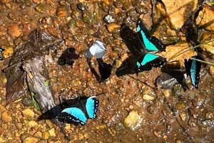 Forêt de Kakamega : Safari d'observation des oiseaux