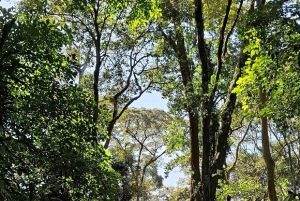 Forêt de Kakamega : Safari d'observation des oiseaux