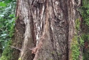 Forêt de Kakamega : Safari d'observation des oiseaux