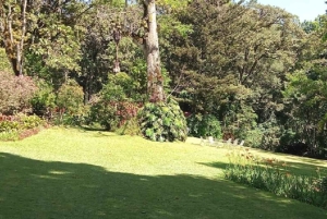 Forêt de Kakamega : Safari d'observation des oiseaux