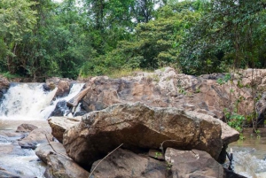 Forêt de Kakamega : Safari d'observation des oiseaux