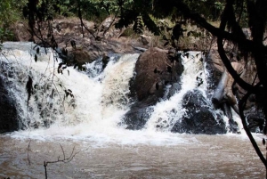 Forêt de Kakamega : Safari d'observation des oiseaux