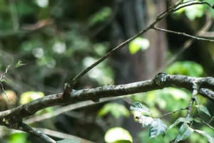 Forêt de Kakamega : Safari d'observation des oiseaux