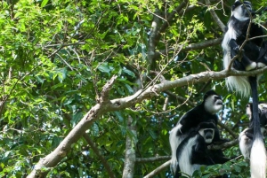 Forêt de Kakamega : Safari d'observation des oiseaux