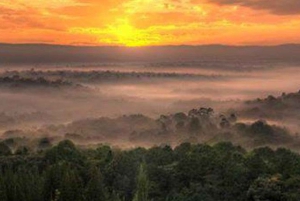Forêt de Kakamega : Safari d'observation des oiseaux