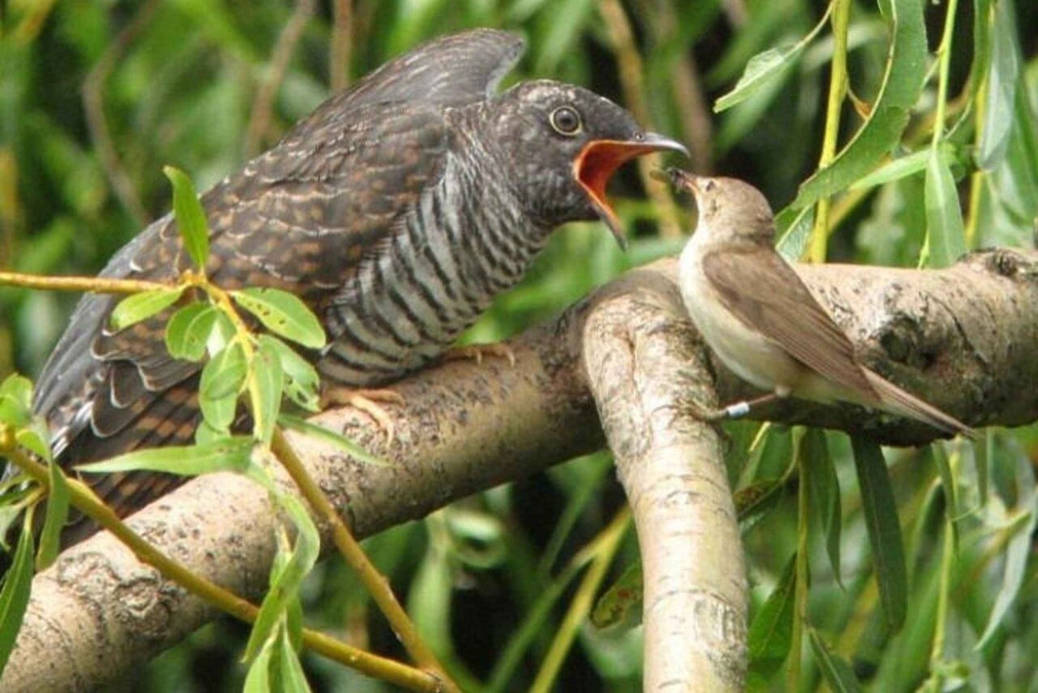 Kakamega Forest: Butterfly Walk with Naturalist Guide