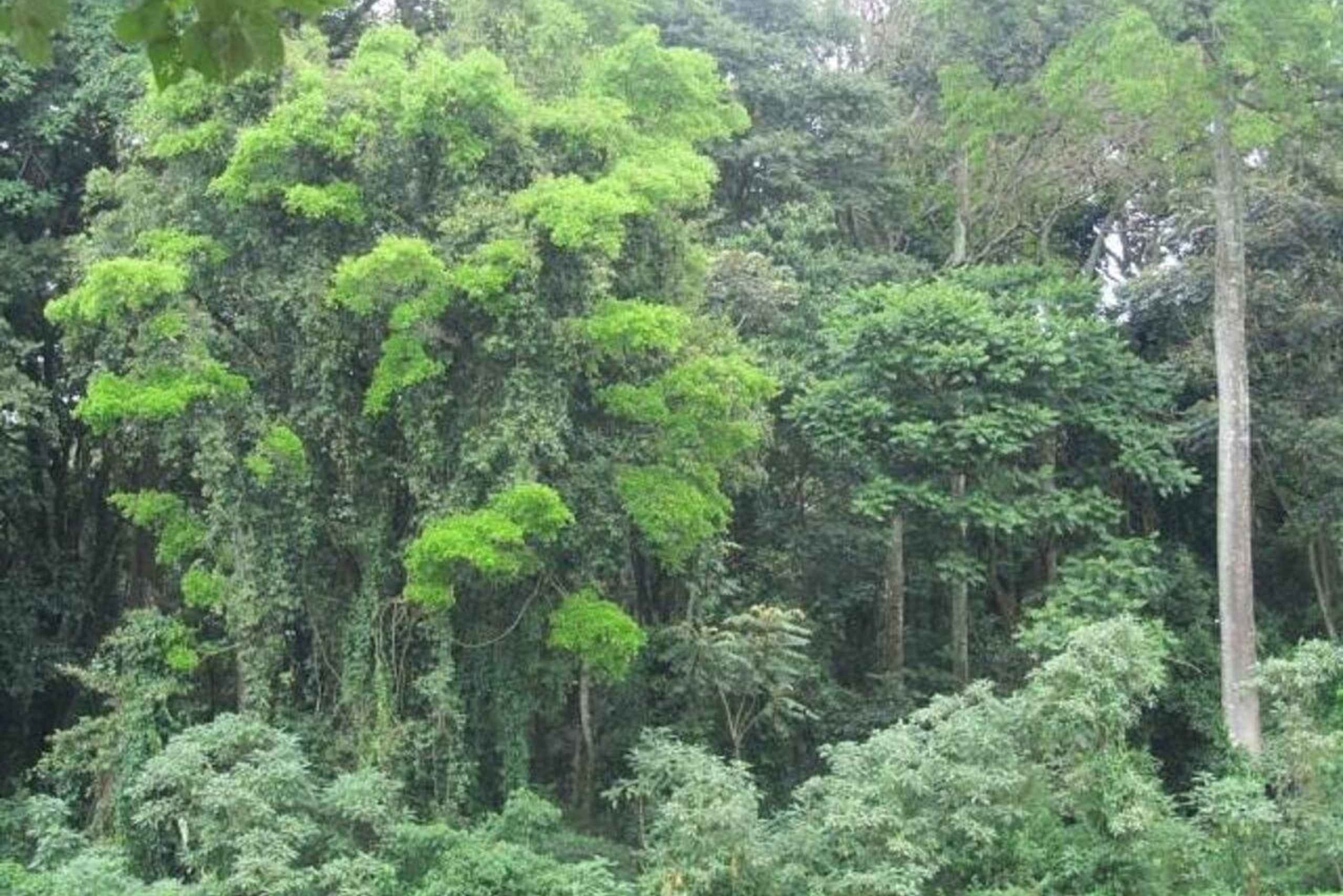 Kakamega Forest: Butterfly Walk with Naturalist Guide