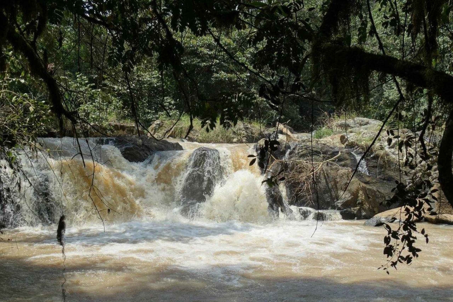 Kakamega Forest: Butterfly Walk with Naturalist Guide