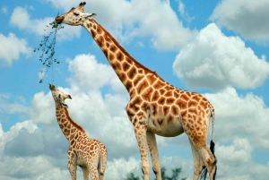 Karen Blixen, perlefabrik, girafcenter og Bomas dagstur