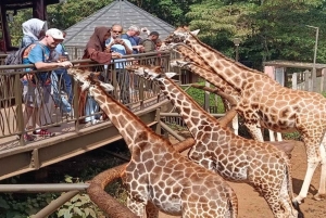 カレン・ブリクセン、ビーズ工場、キリンセンター、ボマスの1日ツアー