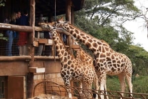 カレン・ブリクセン、ビーズ工場、キリンセンター、ボマスの1日ツアー