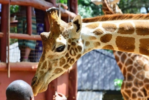 Karen Blixen, Beads Factory & Giraffe Center Day Tour