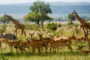 Karen Blixen, Kobe Bead, Giraffe Center & Bomas of Kenya