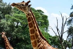 Karen Blixen, Kobe Bead, Giraffe Center & Bomas of Kenya