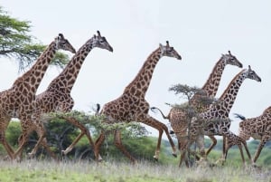 Karen Blixen, Kobe Bead, Giraffe Center & Bomas of Kenya