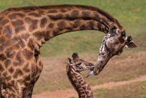 Karen Blixen, Kobe Bead, Giraffe Center & Bomas of Kenya