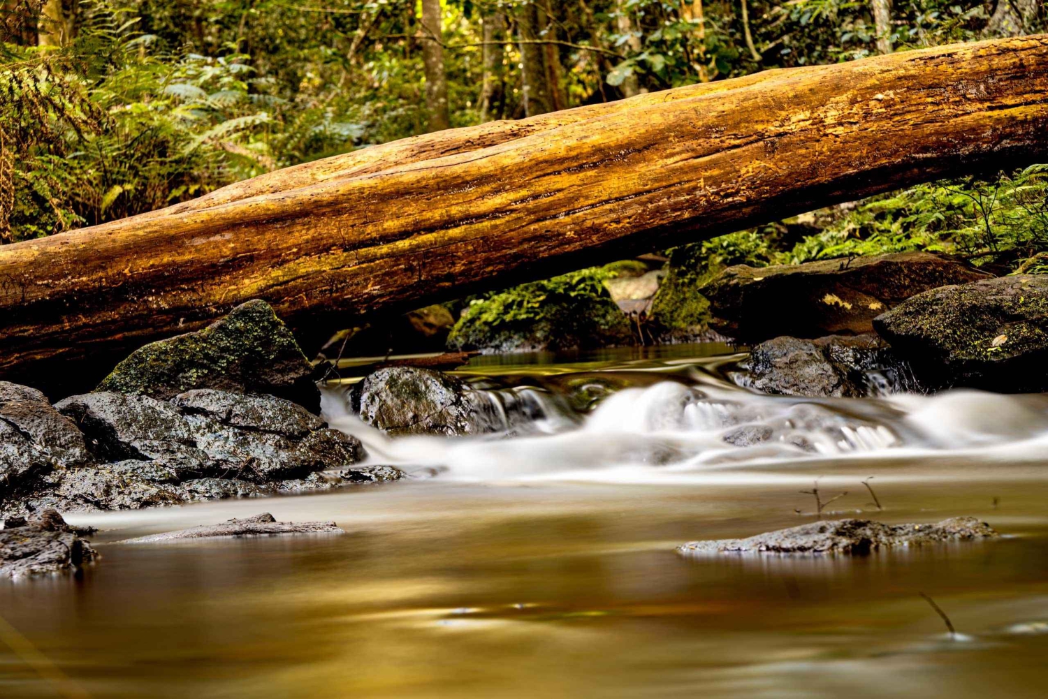 Forêt de Karura Visite à pied depuis Nairobi