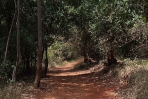 Karura forest: A walking tour into Nairobi's Nature Oasis