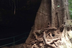 Karura forest: A walking tour into Nairobi's Nature Oasis