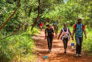 Karura Forest Guided Walking Tour in Nairobi.