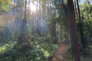 Karura Forest Hiking and Bike Tour