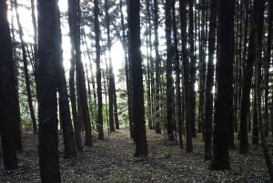 Las Karura: Wycieczka piesza z przyrodą i wodospadami.