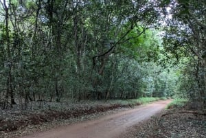 Las Karura: Wycieczka piesza z przyrodą i wodospadami.