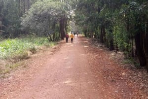 Las Karura: Wycieczka piesza z przyrodą i wodospadami.