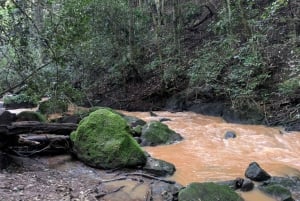 Las Karura: Wycieczka piesza z przyrodą i wodospadami.