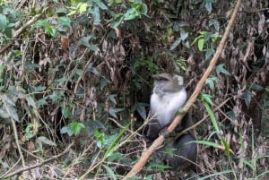 Las Karura: Wycieczka piesza z przyrodą i wodospadami.