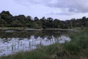 Las Karura: Wycieczka piesza z przyrodą i wodospadami.