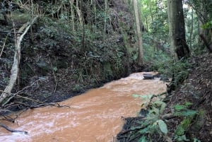 Las Karura: Wycieczka piesza z przyrodą i wodospadami.