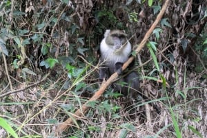 Las Karura: Wycieczka piesza z przyrodą i wodospadami.