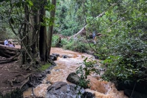 Las Karura: Wycieczka piesza z przyrodą i wodospadami.