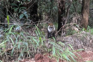 Las Karura: Wycieczka piesza z przyrodą i wodospadami.