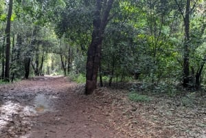 Las Karura: Wycieczka piesza z przyrodą i wodospadami.