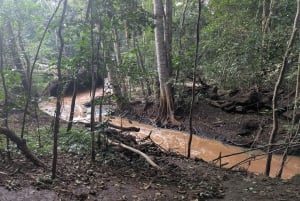 Las Karura: Wycieczka piesza z przyrodą i wodospadami.