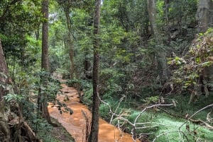Las Karura: Wycieczka piesza z przyrodą i wodospadami.