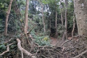 Las Karura: Wycieczka piesza z przyrodą i wodospadami.