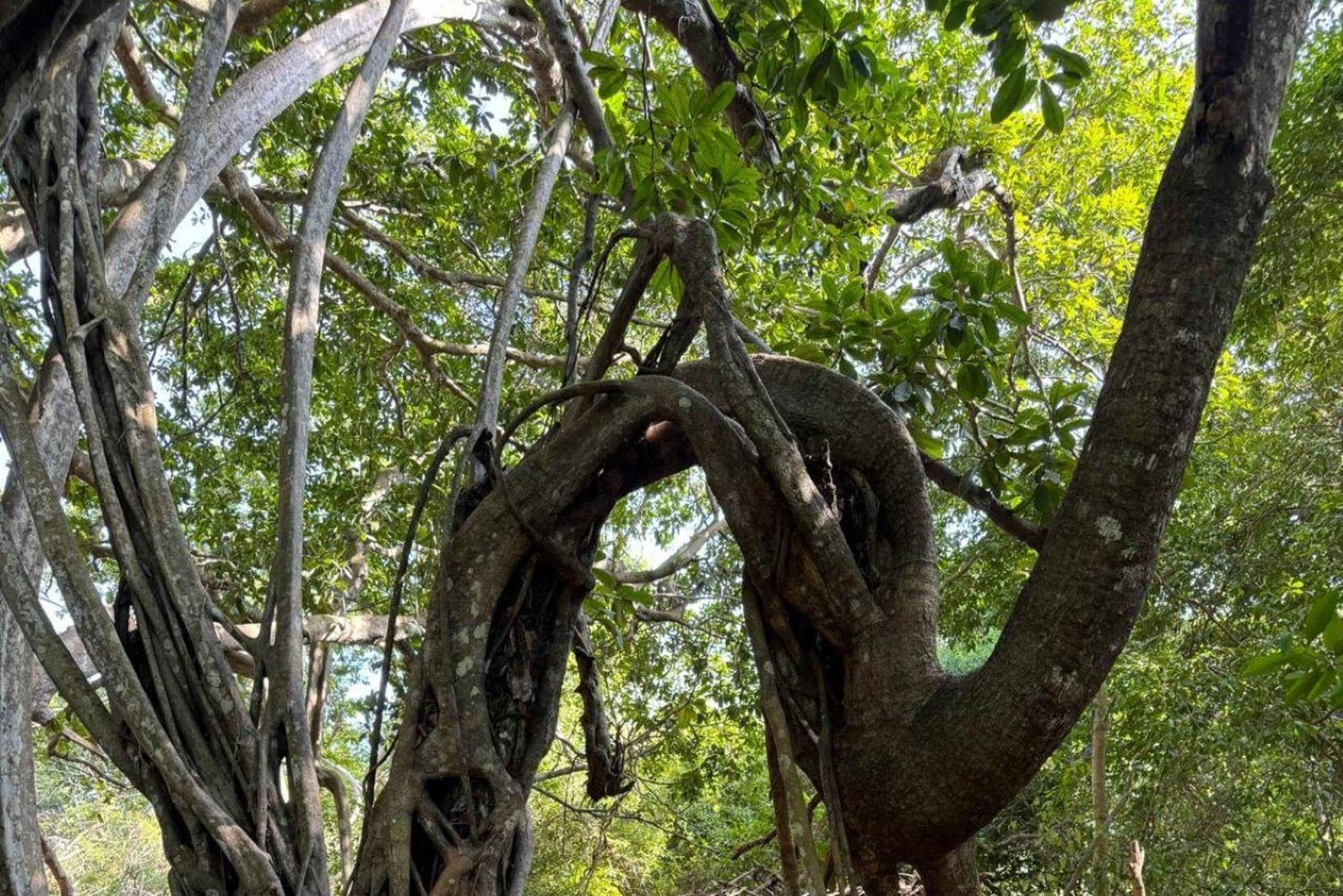 Visite guidée de la forêt sacrée de Kaya Kinondo