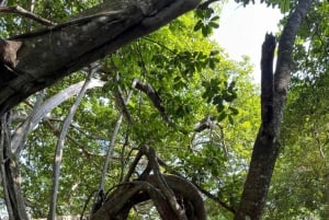 Kaya Kinondo heilig bos rondleiding