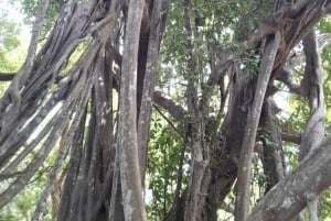 Kaya Kinondo heilig bos rondleiding