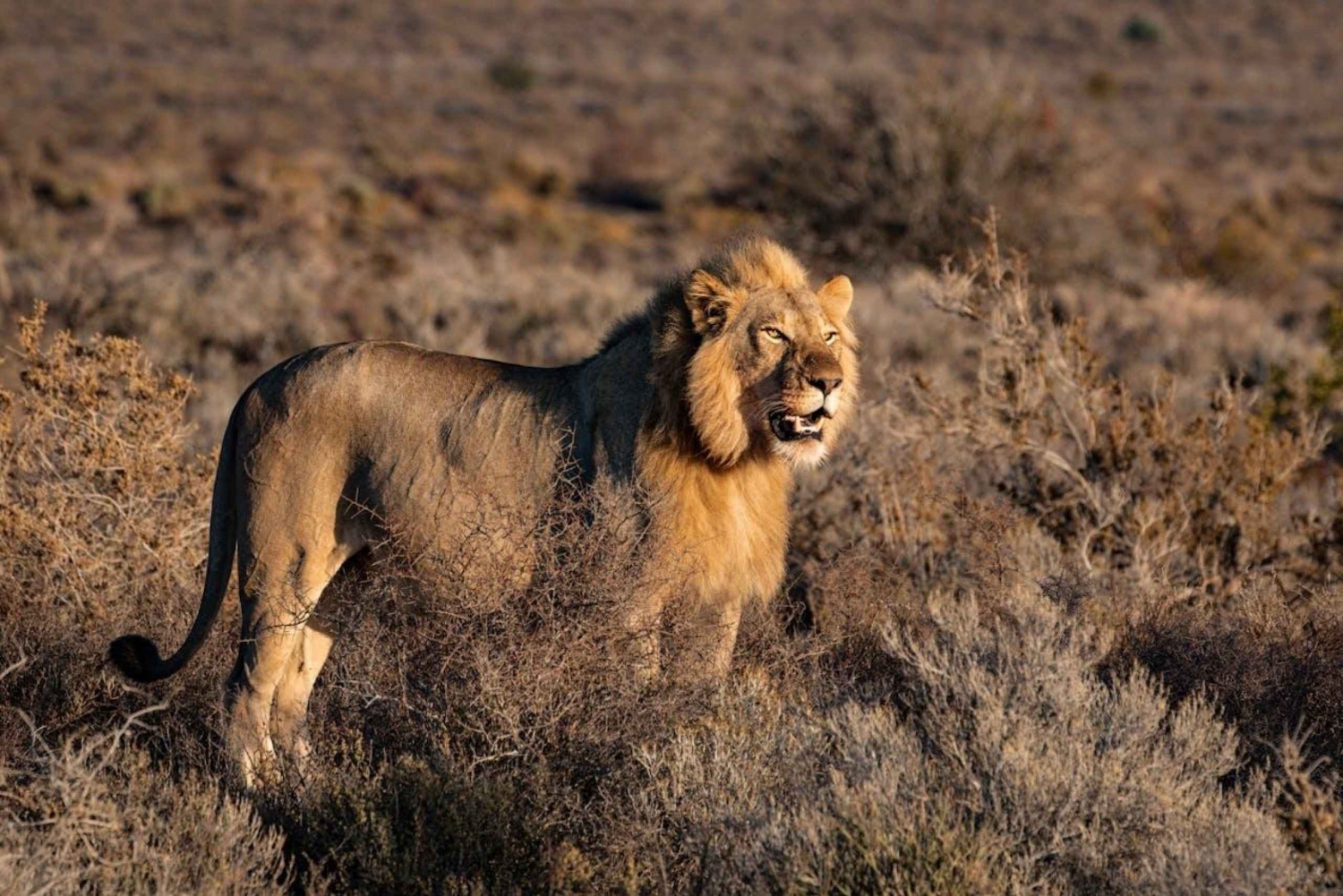 Kenia: 3-dniowe kenijskie safari