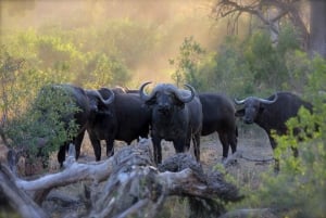 Kenya: 3 dagers safariopplevelse i Kenya